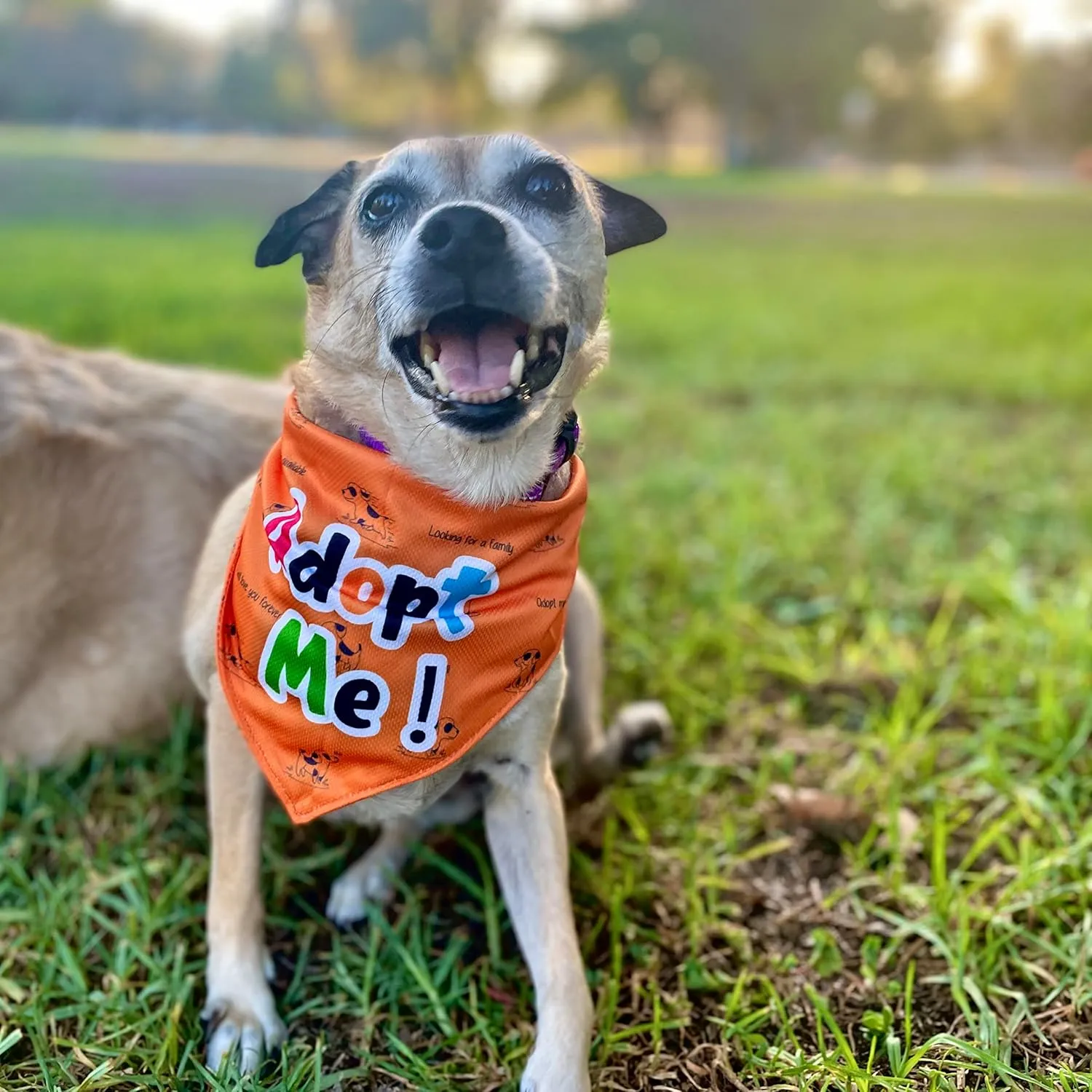 Adopt Me Dog Bandana - Puppy Bandanas with Sweet Sayings and Eye-Catching Solid Colors - Giving Back to Pets in Need - Green Bandanas for Dogs - Large/X-Large