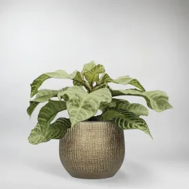Aphelandra White Wash
