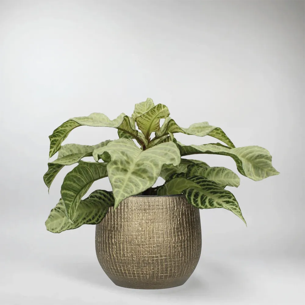 Aphelandra White Wash