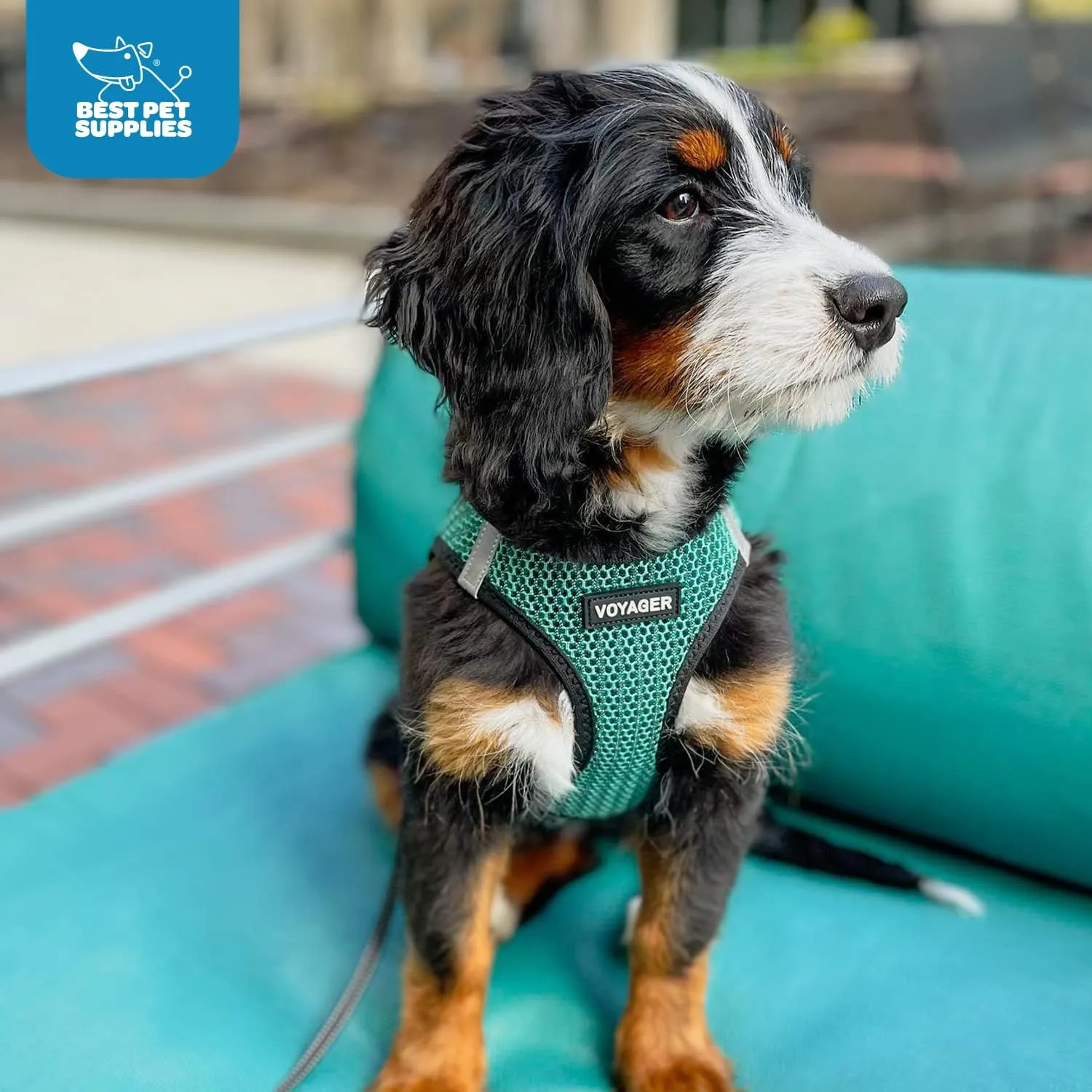 Best Pet Supplies - All Weather Mesh, Reflective, No Pull Harness for Small, Medium Dogs, Cats - Secure with Hook & Loop Fastener, Buckle, Double D-Rings - Turquoise 2-Tone, M