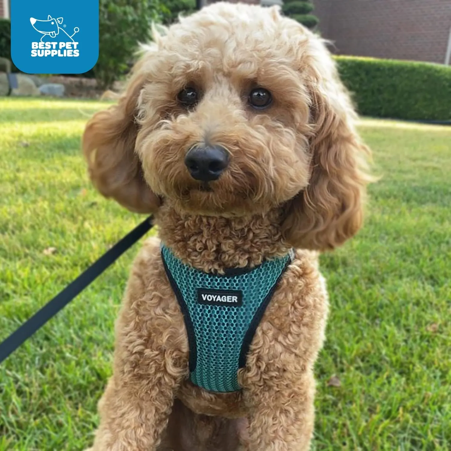 Best Pet Supplies - All Weather Mesh, Reflective, No Pull Harness for Small, Medium Dogs, Cats - Secure with Hook & Loop Fastener, Buckle, Double D-Rings - Turquoise 2-Tone, M