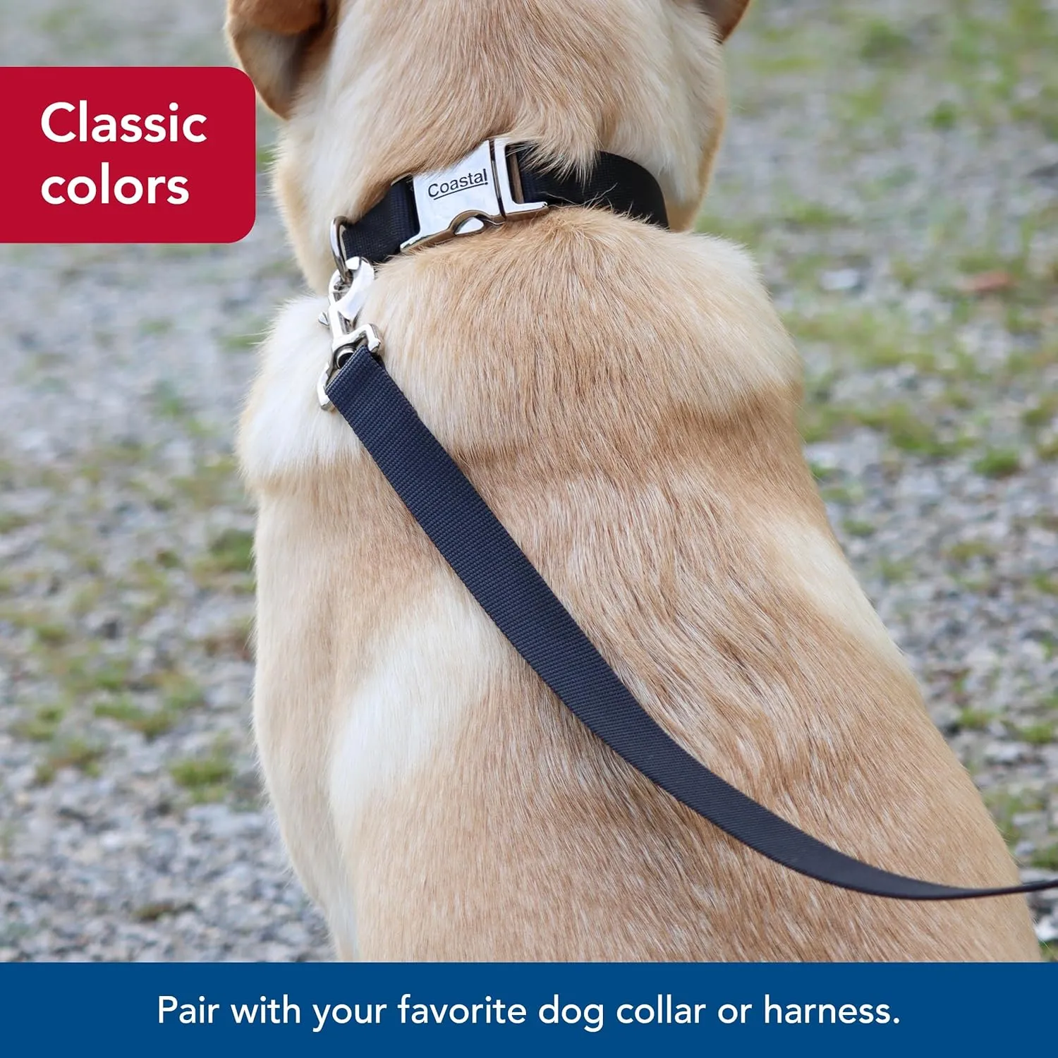 Coastal Pet Single-Ply Dog Leash - Sturdy Pet Leash - Comfortable & Stylish - Resists Fraying - Vibrant & Fade-Resistant Color - Black, 3/4" x 6'