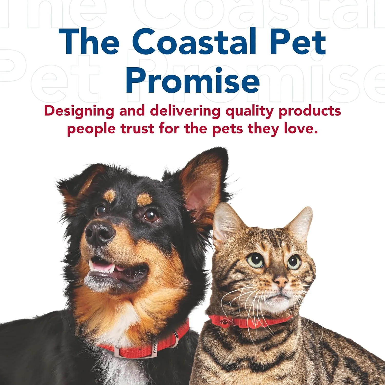 Coastal Pet Single-Ply Dog Leash - Sturdy Pet Leash - Comfortable & Stylish - Resists Fraying - Vibrant & Fade-Resistant Color - Black, 3/4" x 6'
