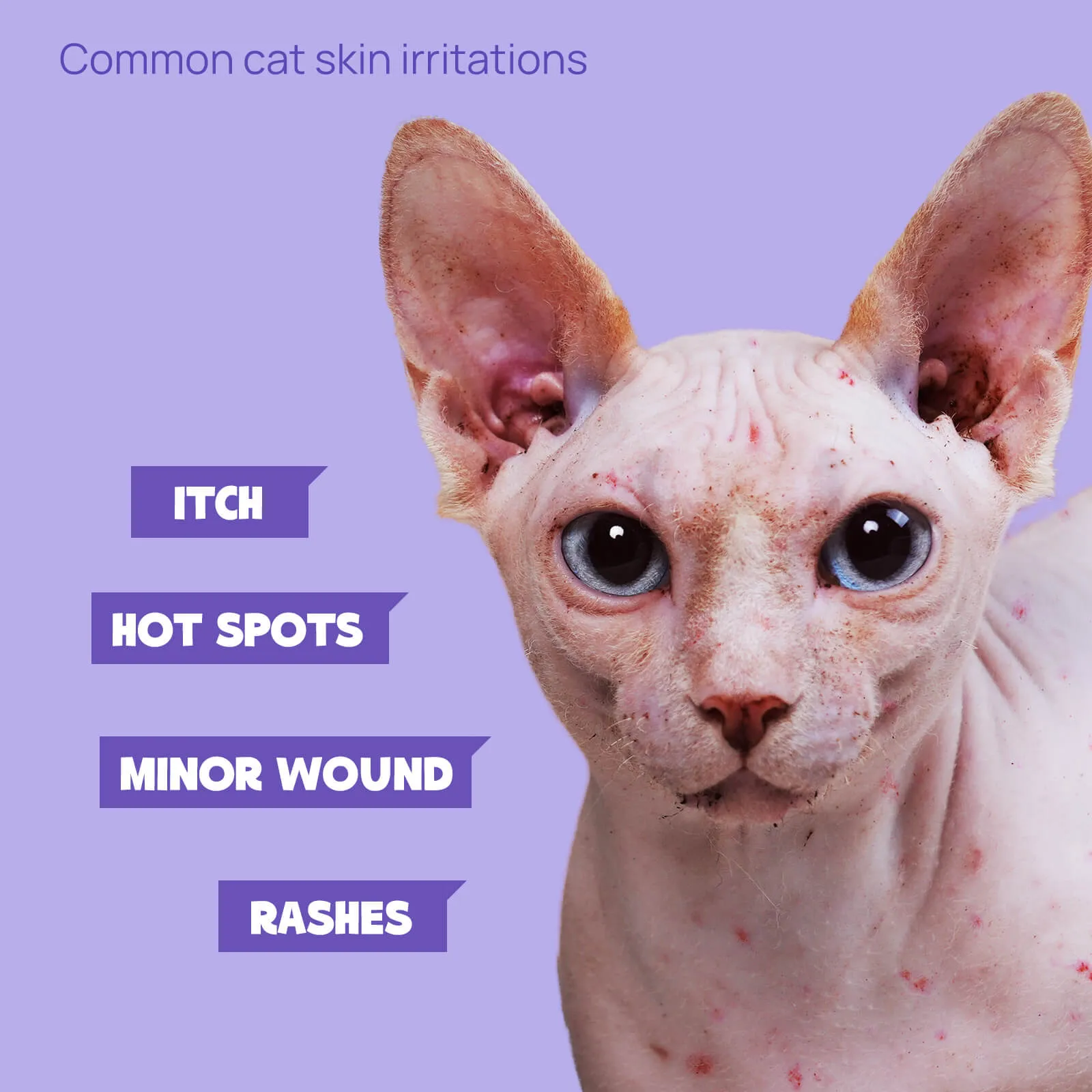 HICC Pet® Pet Skin Care Spray For Cats, 3.4 Fl Oz