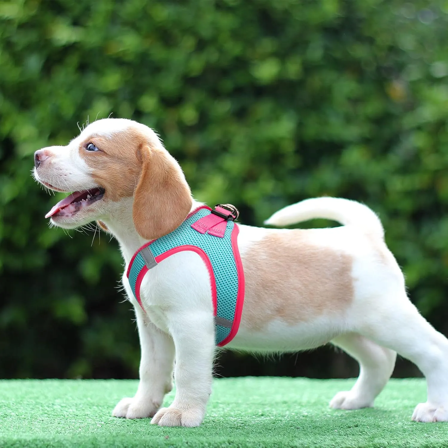 PHOEPET Step-in Dog Harness,Reflective Adjustable Dog Vest Harness, Soft Pet Walking Jacket with 2 Metal Leash Hooks for Dog and Cat(Mint Green Base & Pink Straps,M)