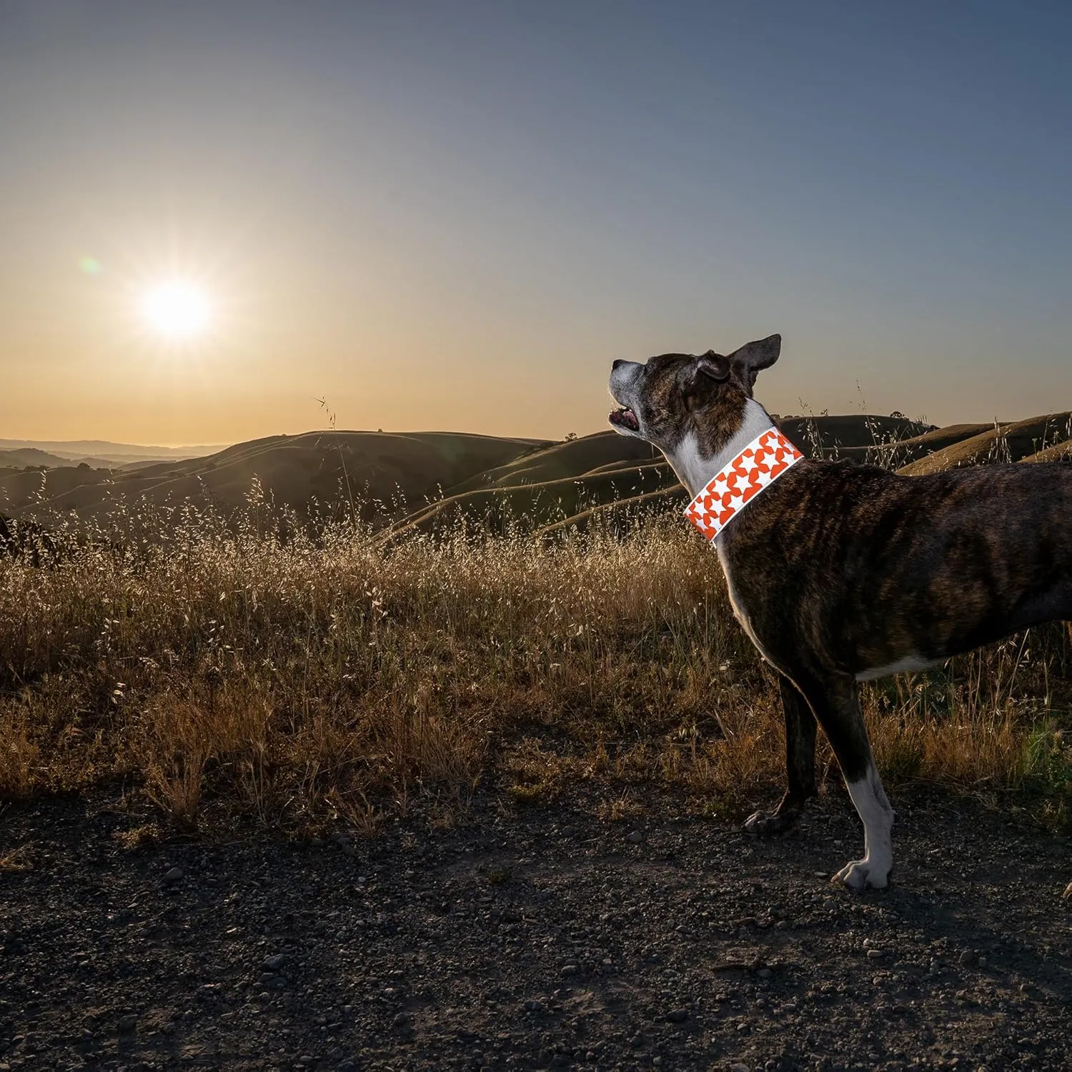 Reflective Dog Collar. Fluorescent, Blaze Orange with Adjustable Fastener for Small, Medium & Large Pets. High Visibility Dog Products to Safeguard Your PUP from Motorists & Hunters.