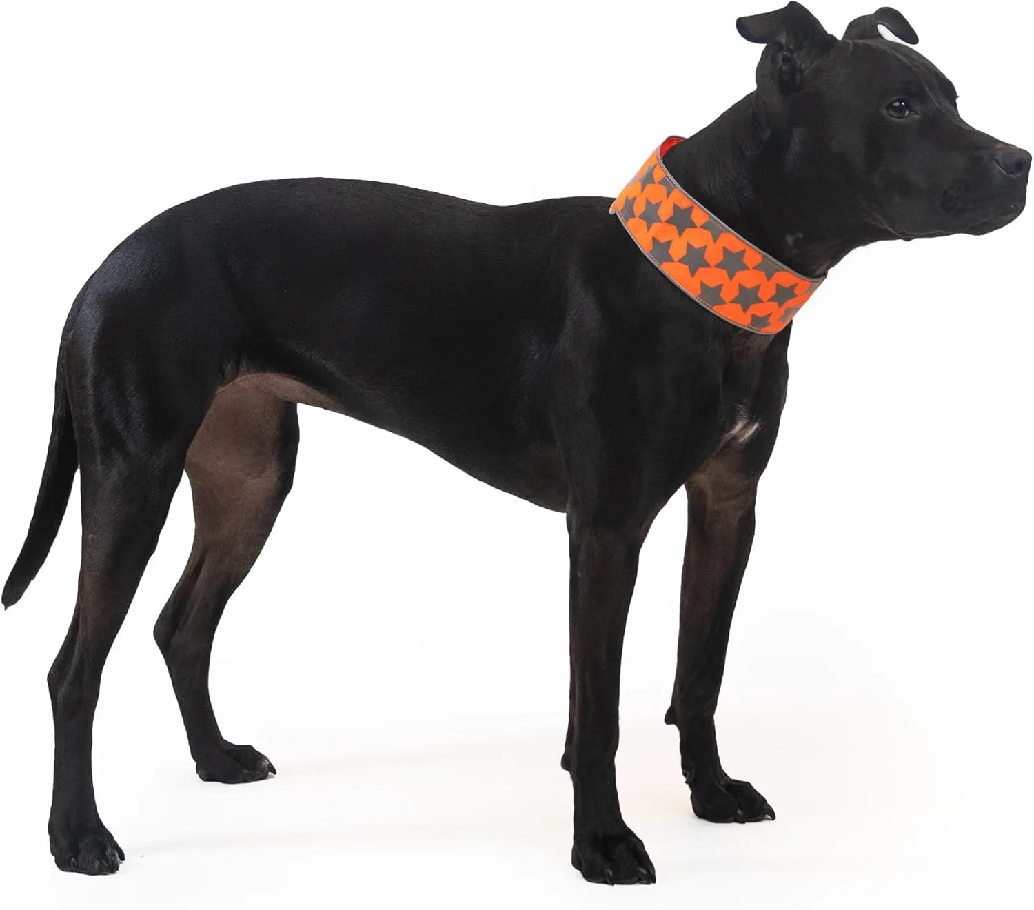 Reflective Dog Collar. Fluorescent, Blaze Orange with Adjustable Fastener for Small, Medium & Large Pets. High Visibility Dog Products to Safeguard Your PUP from Motorists & Hunters.